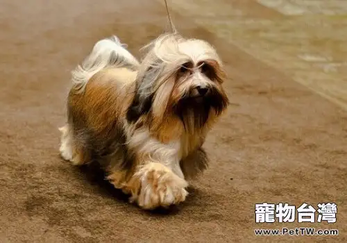 哈威那犬的性格特點(1圖)-寵物台灣
