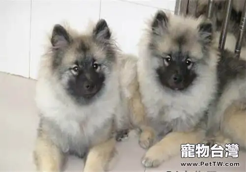 荷蘭毛獅犬的性格特點(1圖)-寵物台灣