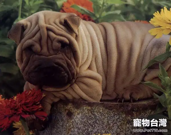 沙皮狗的品種簡介(1圖)-寵物台灣