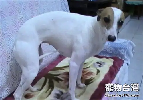 惠比特犬的餵食要點