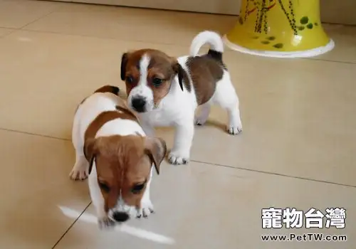 傑克羅素梗的形態特徵(1圖)-寵物台灣