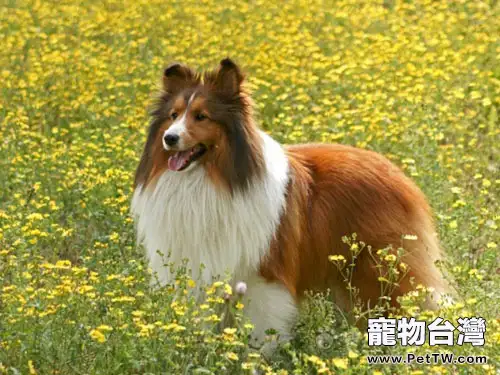 喜樂蒂牧羊犬的形態特徵