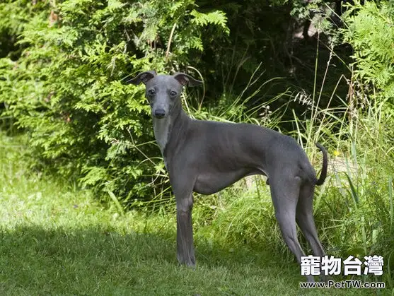 意大利靈緹犬的飼養要點