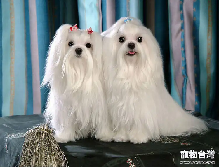 馬爾濟斯犬的形態特徵(1圖)-寵物台灣