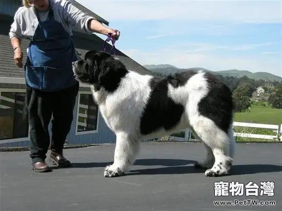 紐芬蘭犬的性格特點