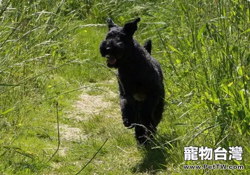 凱利藍梗的飼養要點(1圖)-寵物台灣