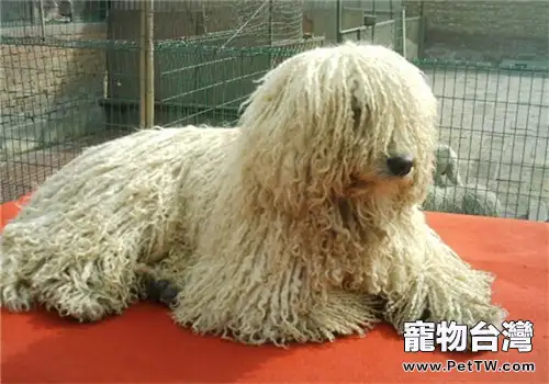 可蒙犬的護理常識(1圖)-寵物台灣