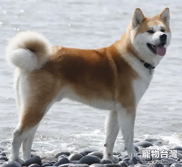 秋田犬的品種簡介(1圖)-寵物台灣