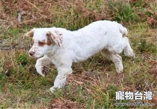 克倫伯獵鷸犬的護理常識