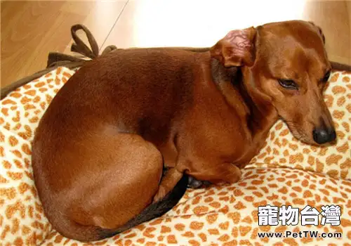 臘腸犬的品種簡介(1圖)-寵物台灣