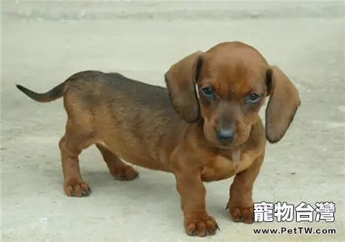 臘腸犬的性格特點(1圖)-寵物台灣