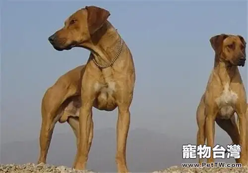 羅得西亞脊背犬的飼養要點