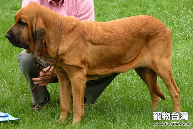 尋血獵犬的性格特點