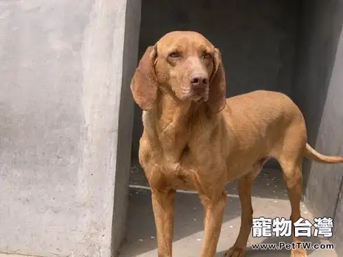 尋血獵犬的護理知識