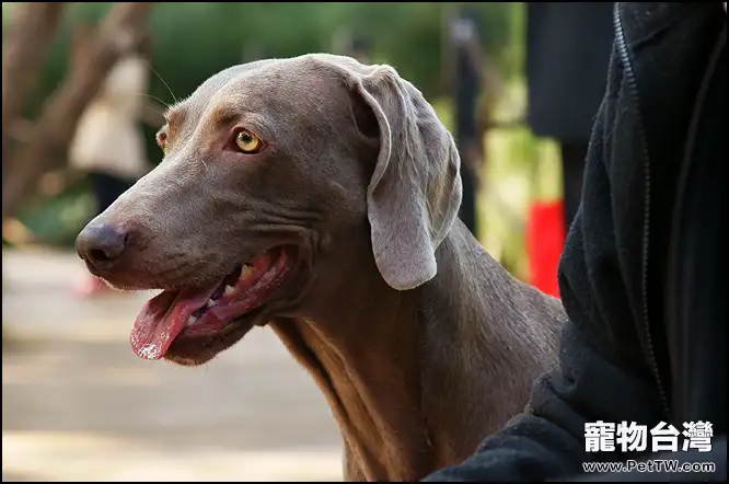 尋血獵犬的飼養要點