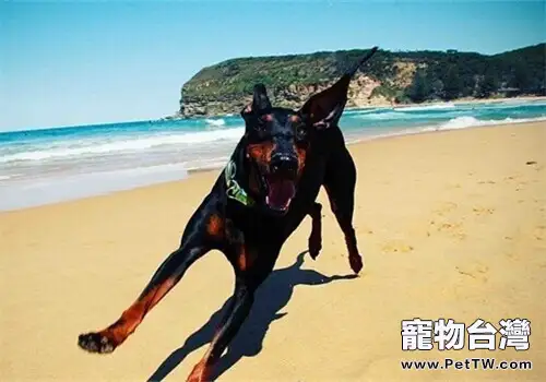 曼徹斯特梗的飼養要點(1圖)-寵物台灣