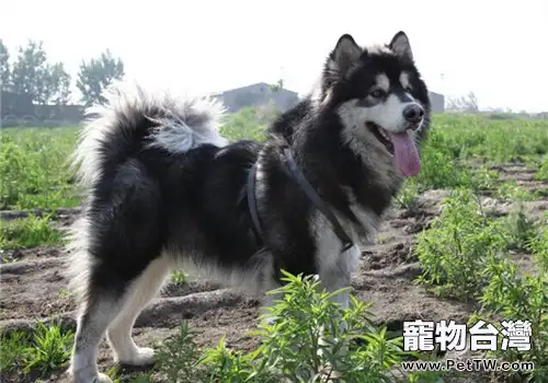 阿拉斯加雪橇犬如何飼養？