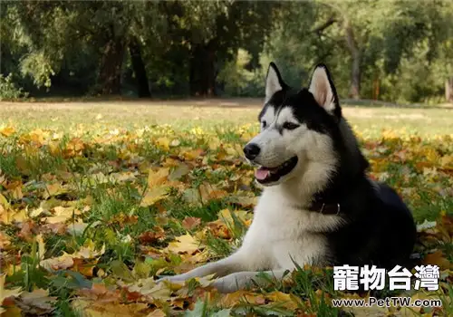 後會無期中的狗是阿拉斯加雪橇犬雪橇犬嗎？