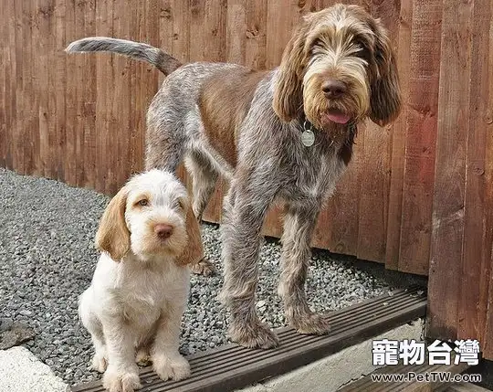 史畢諾犬的形態特徵