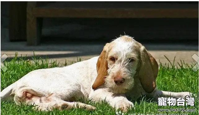 史畢諾犬的性格特點