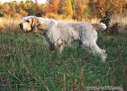 史畢諾犬的飼養要點