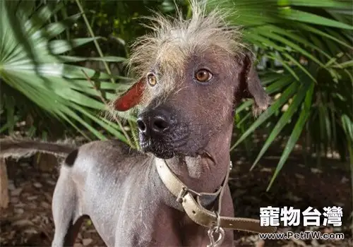 墨西哥無毛犬的品種簡介(1圖)-寵物台灣