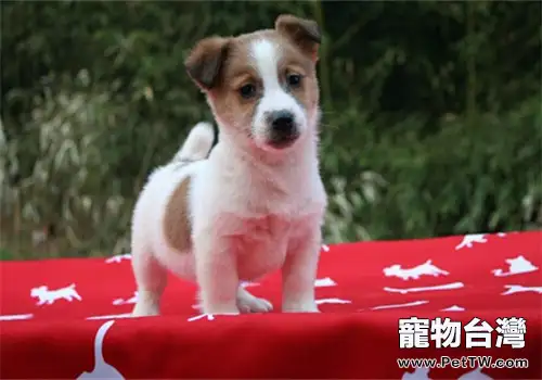 平毛獵狐梗的飼養要點(1圖)-寵物台灣
