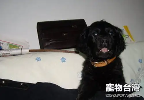 平毛尋回獵犬的性格特點