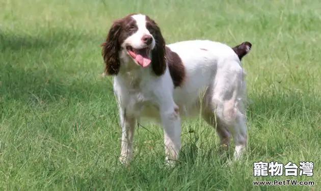 英國史賓格獵犬的性格特點