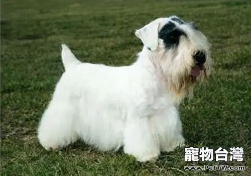 西裡漢梗的品種簡介(1圖)-寵物台灣