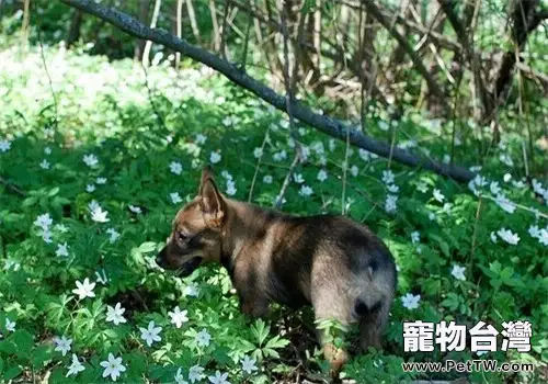 瑞典柯基犬的飼養要點