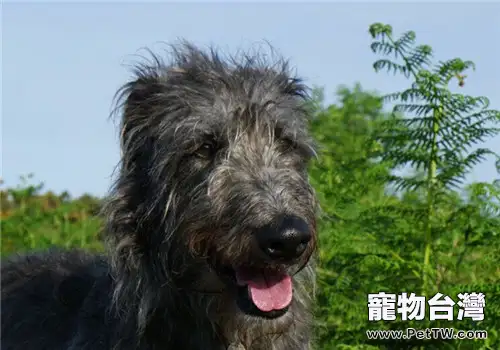 蘇格蘭獵鹿犬的品種簡介