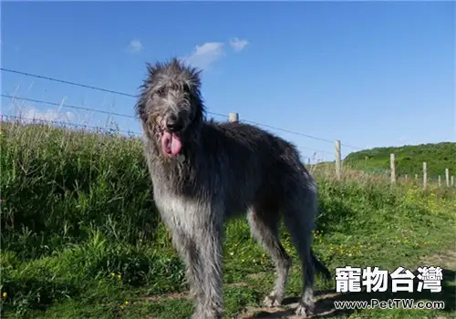 蘇格蘭獵鹿犬的性格特點