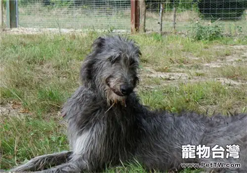 蘇格蘭獵鹿犬的護理常識(1圖)-寵物台灣