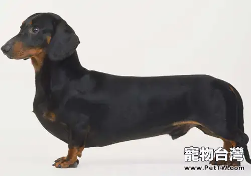 臘腸犬吃什麼狗糧好