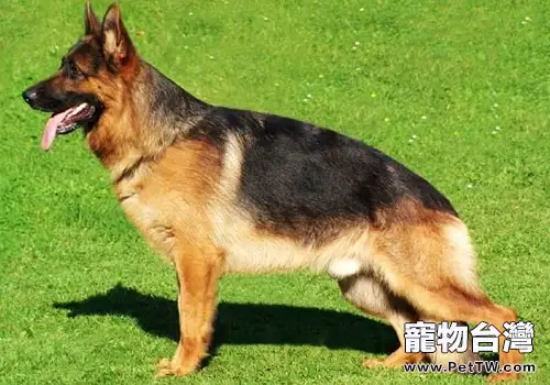 德國牧羊犬與狼狗的區別(1圖)-寵物台灣