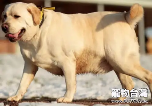 狗狗營養過盛有什麼危害