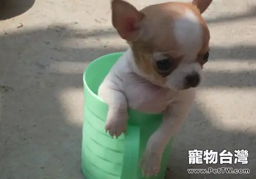 吉娃娃的壽命多長(1圖)-寵物台灣