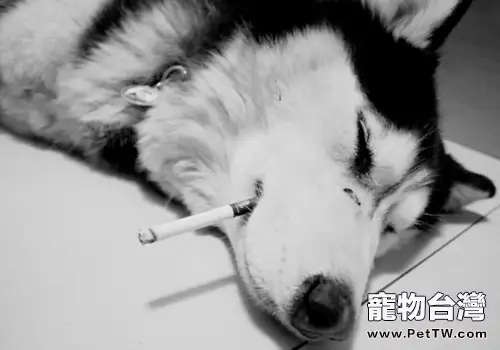 二手煙對狗的傷害(1圖)-寵物台灣