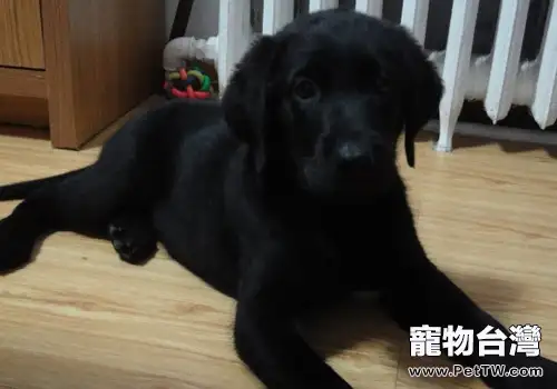 老人養狗的注意事項(1圖)-寵物台灣