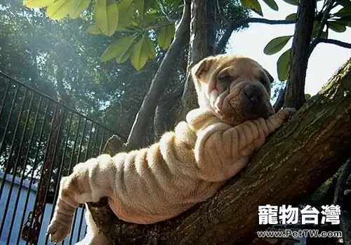 引起狗狗臭的部位有哪些(1圖)-寵物台灣