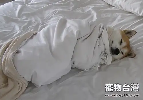 為什麼狗睡覺會把耳朵貼在地上(1圖)-寵物台灣