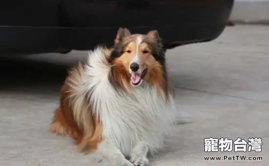 蘇格蘭牧羊犬中暑的症狀