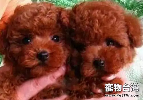 怎麼辨別泰迪是否純種(1圖)-寵物台灣