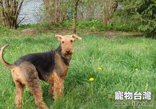 狗狗對響聲敏感怎麼辦(1圖)-寵物台灣