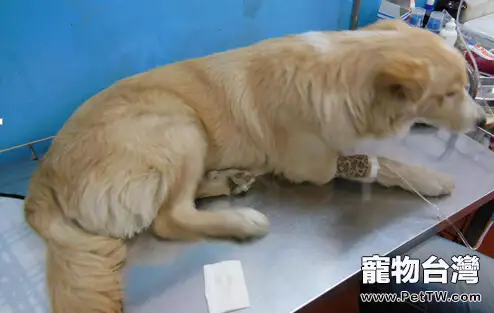 一例犬巴貝斯蟲的診療案例