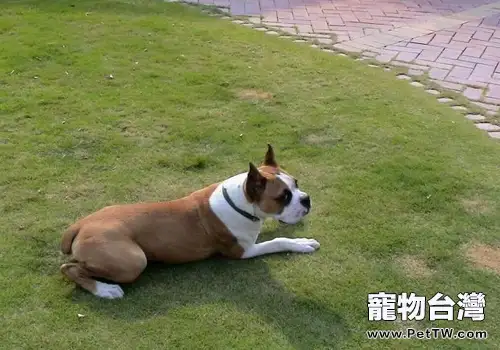 拳師犬好養嗎