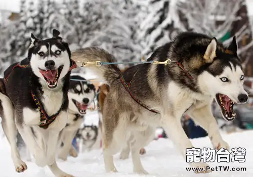 我們熟悉的雪橇犬有哪些