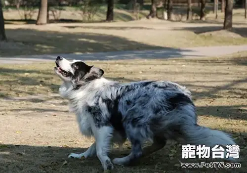 狗狗的味覺怎麼樣(1圖)-寵物台灣