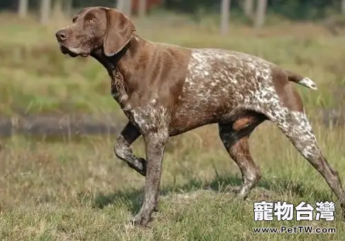 狗狗手術前後的注意事項